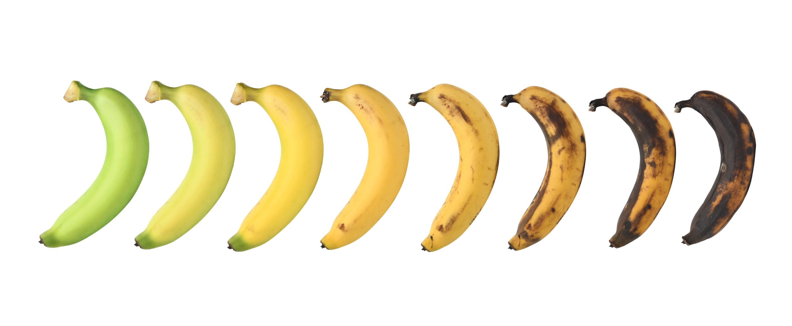 Understanding Visual Search