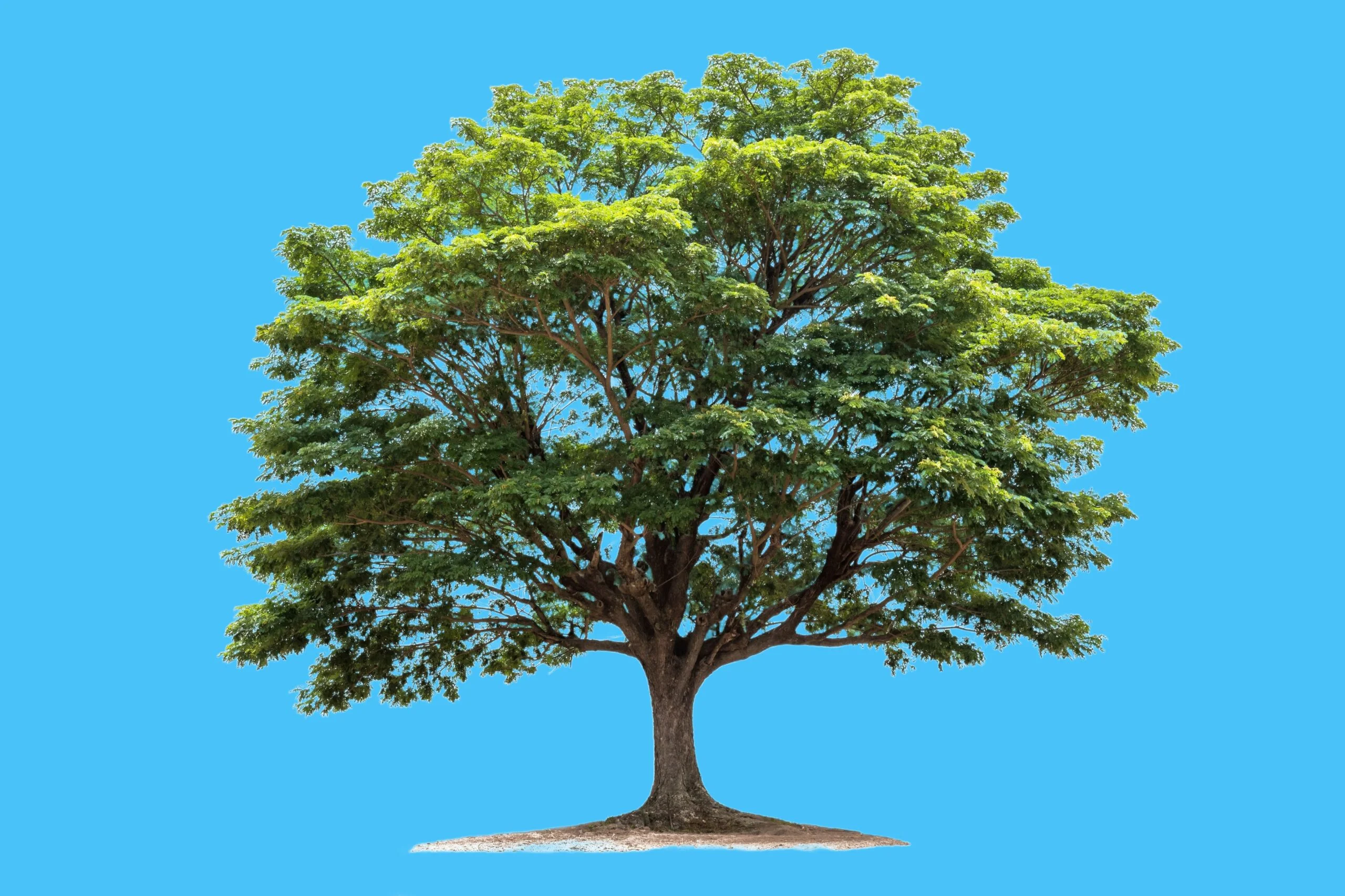 SEO Evergreen Concept